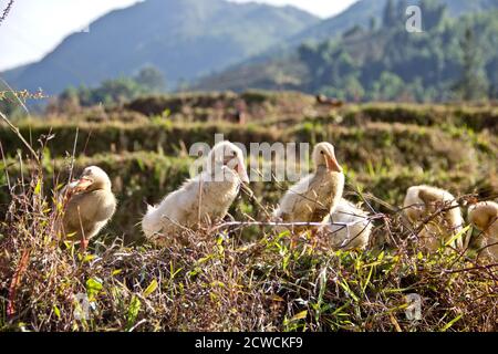 Nahaufnahme einer Reihe von Entlein, die neben einem sitzen Reisfeld in der Nähe von Sa Pa in vietnam Stockfoto