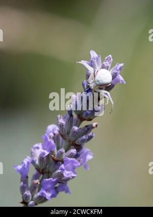 Pale Crab Spider, Misumena vatia, auf Lavendel, Essex, Großbritannien. Stockfoto