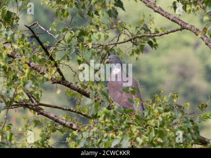 Taube, Columba palumbus, alleinstehend im Baum. Worcestershire, Großbritannien. Stockfoto