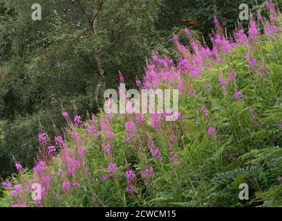 Rosebay Willowherb, Chamerion angustifolium, wächst an den Hängen von Malvern Hills, Worcestershire, Großbritannien. Stockfoto