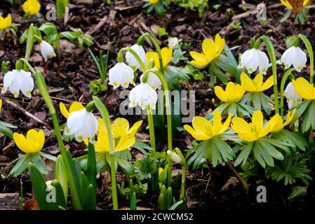 Schneeflocken und Winter-Akonit im Frühling Garten Makro Stockfoto