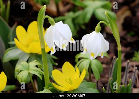 Schneeflocken und Winter-Akonit im Frühling Garten Makro Stockfoto