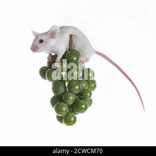 Kleine weiße Maus auf dem Bund der grünen Trauben auf Ein weißer Hintergrund Stockfoto