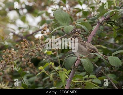 Haus Sparrow, Passer domesticus, Single juvenile thront auf Brambles. Worcestershire, Großbritannien. Stockfoto