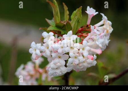 Weißes viburnum farreri Blüte Makro Stockfoto
