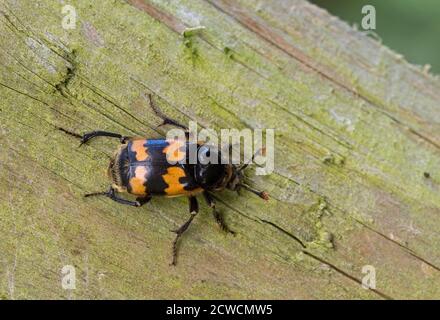 Gewöhnlicher Sexton Beetle, Nicrophorus vespilloides, alleinerziehender Erwachsener auf Holzzaun, Worcestershire, Großbritannien. Stockfoto