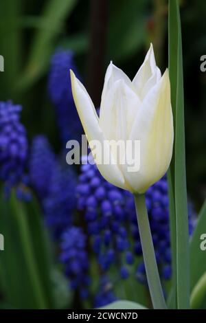 tulip White Triumph und blaue Traubenhyazinthen Makro Stockfoto