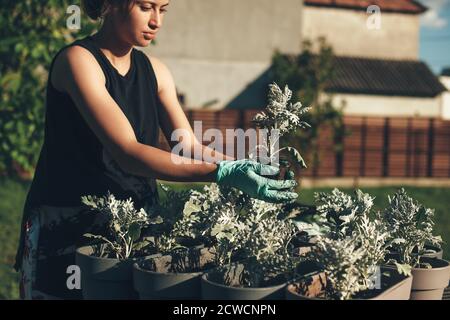 Konzentrierte kaukasische Frau, die Blumen zu Hause draußen mit Handschuhen eintopft An einem sonnigen Sommertag Stockfoto