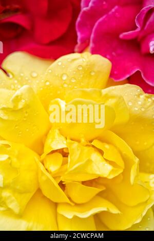 Rot rosa und gelbe Rosen vertikalen Hintergrund. Stockfoto