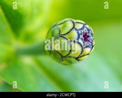 Makro von Zinnia Blume Knospe, Zinnia-elegans Nahaufnahme Stockfoto