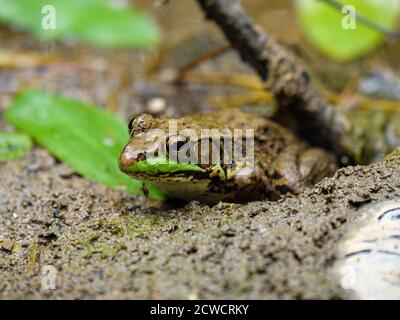 Grüner Frosch (Lithobates clamitans) mit Moskitobeißen am Kinn. Deer Grove Forest Preserve in der Nähe von Palatine, Illinois. Stockfoto