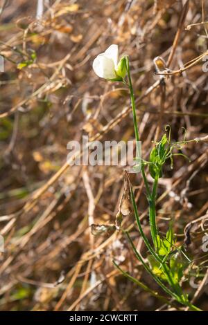 Süße Erbse - Lathyrus odoratus - Mrs Collier Pflanzen und Eine der restlichen Blüten - getrocknet und sterbend Das Ende der Vegetationsperiode Stockfoto