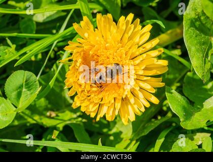 Biene auf der gelben Löwenzahn Blume auf einem grünen Hintergrund von Gras im Garten. Hochwertige Fotos Stockfoto
