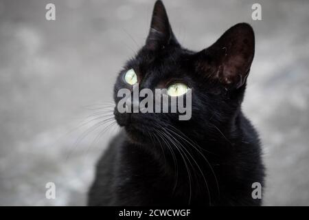 Ziemlich gemischte schwarze Katze starrt mit grauen Straßenhintergrund Stockfoto