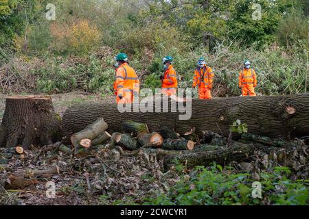 Denham, Großbritannien. September 2020. Im Denham Country Park, in einem Gebiet, das die HS2 Rebellion-Baumschützer als öffentlich und außerhalb des von HS2 befohlten Bereichs bekannt geben, in dem HS2 arbeiten darf, fällten heute wieder Baumfäller Bäume für HS2. Etwa 28 NET Enforcement Agents und HS2 Security Guards hielten die Baumschützer davon ab, die sich entwickelnde Baumzerstörung zu beobachten. Die HS2 Hochgeschwindigkeitsstrecke von London nach Birmingham bringt 693 Wildtierstätten, 108 uralte Waldgebiete und 33 Standorte von spezial wissenschaftlichem Interesse in Gefahr. Quelle: Maureen McLean/Alamy Live News Stockfoto