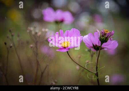 Lila Garten Kosmos Blume (Cosmos bipinnatus) Stockfoto