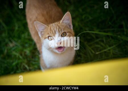Rot gestromt junge kater Stockfoto