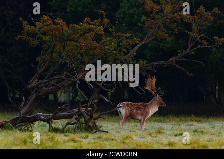 Wild Deer im Phoenix Park, Dublin, Irland, wo über 500 wilde Damhirsche frei herumlaufen Stockfoto