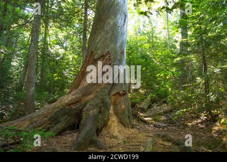 Estivant Pines Nature Sanctuary in der kleinen Upper Peninsula Michigan Stadt Copper Harbor. Stockfoto