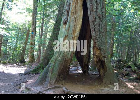 Estivant Pines Nature Sanctuary in der kleinen Upper Peninsula Michigan Stadt Copper Harbor. Stockfoto