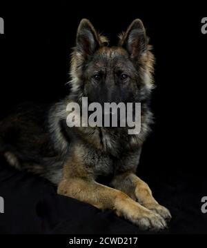 Langhaariger Schäferhund (Elsässer) - Studioportrait mit Schwarz Hintergrund Stockfoto