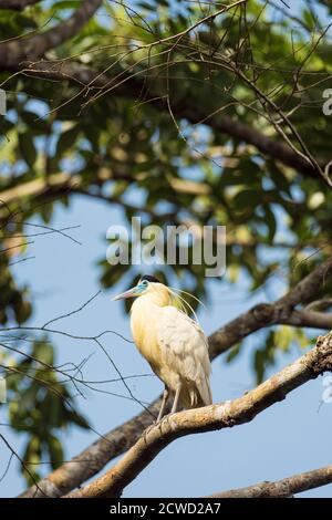 Pilherodius pileatus, Supay Caño, Río Ucayali, Amazonasbecken, Loreto, Peru. Stockfoto