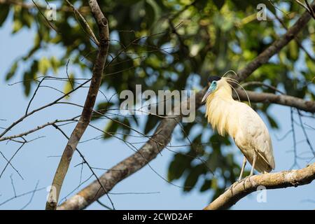 Pilherodius pileatus, Supay Caño, Río Ucayali, Amazonasbecken, Loreto, Peru. Stockfoto