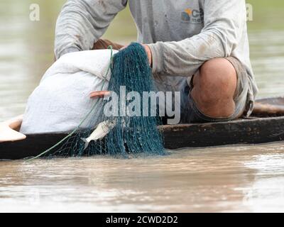 Fischer sammeln kleine Fische durch Netz auf Oxbow See Atun Poza, Iquitos, Peru. Stockfoto