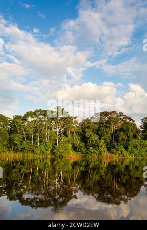 Spiegelungen des Flussufers am Yanayacu-See, Río Pacaya, Pacaya-Samiria Reserve, Peru. Stockfoto