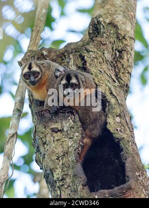 Erwachsene Spix-Nachtaffen, Aotus vociferans, mit einem Baby in Nauta Caño, Amazonas-Flussbecken, Iquitos, Peru. Stockfoto