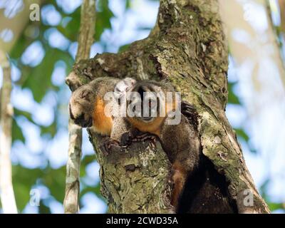 Erwachsene Spix-Nachtaffen, Aotus vociferans, mit einem Baby in Nauta Caño, Amazonas-Flussbecken, Iquitos, Peru. Stockfoto