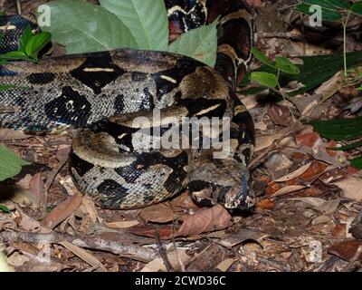 Ein erwachsener Rotschwanzboa, Boa constrictor constrictor, bereit, seine Haut am Fluss Marañon, Amazonasbecken, Loreto, Peru zu vergießen. Stockfoto