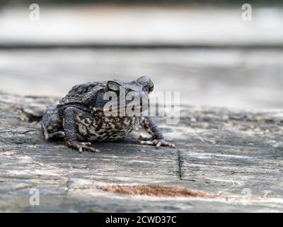 Eine Erwachsene Rohrkröte, Bufo marinus, am Pacaya-Fluss, Pacaya Samiria Reserve, Loreto, Peru. Stockfoto