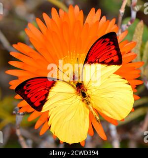 Große Orange Spitze Schmetterling lateinischer Name Hebomoia glaucippe auf ein Livingstone Daisy Lateinischer Name Mesembryanthemum GELATO ORANGE EISPFLANZE Blume Stockfoto