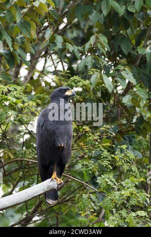 Ein erwachsener großer schwarzer Falke, Buteogallus urubitinga, thront entlang des Pacaya River, Pacaya Samiria Reserve, Peru. Stockfoto