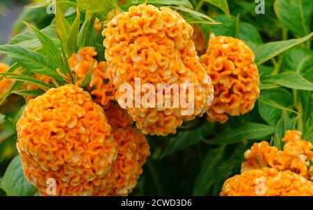 Cockscomb Blüten (Celosia cristata) in Blüte Stockfoto
