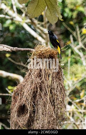 Adulter gelber Cacique, Cacicus cela, am Nestplatz auf Belluda Caño, Amazonasbecken, Loreto, Peru. Stockfoto