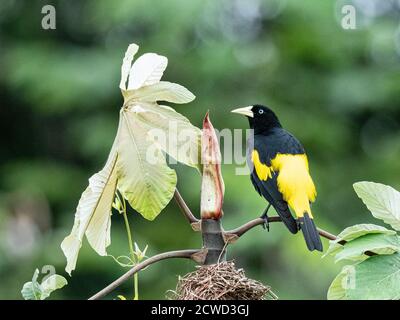 Adulter gelber Cacique, Cacicus cela, am Nestplatz auf Belluda Caño, Amazonasbecken, Loreto, Peru. Stockfoto