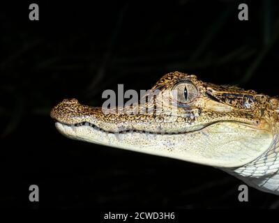 Ein junger, spektakulärem Caiman, Caiman crocodilus, Kopf Detail in der Nacht auf Rio El Dorado, Ucayali Fluss, Loreto, Peru. Stockfoto