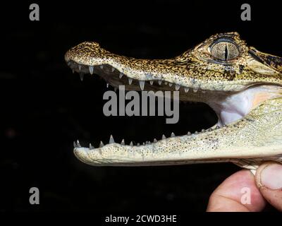 Ein junger, spektakulärem Caiman, Caiman crocodilus, Kopf Detail in der Nacht auf Rio El Dorado, Ucayali Fluss, Loreto, Peru. Stockfoto