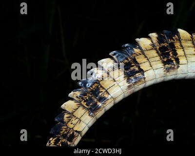 Ein junger, spektakulärem Caiman, Caiman crocodilus, Schwanzdetail bei Nacht auf Rio El Dorado, Ucayali River, Loreto, Peru. Stockfoto