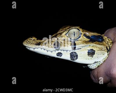 Ein junger schwarzer Kaiman, Caiman niger, nachts auf Rio El Dorado, Ucayali River, Amazonasbecken, Loreto, Peru. Stockfoto