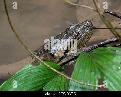 Eine Erwachsene grüne Anakonda, Eunectes murinus, Marañon Fluss, Amazonasbecken, Loreto, Peru. Stockfoto