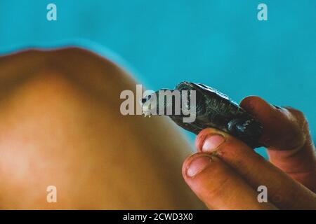 Ein brauner Mann mit schmutzigen Händen hält ein kleines Meer Schildkröte Stockfoto