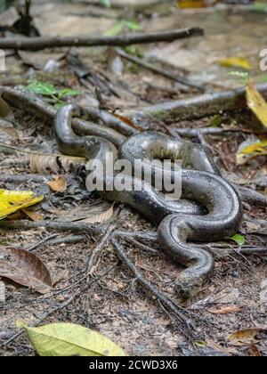 Eine Erwachsene grüne Anakonda, Eunectes murinus, Marañon Fluss, Amazonasbecken, Loreto, Peru. Stockfoto