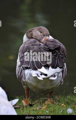 Stehend schlafende grau weiße Gans von hinten Stockfoto