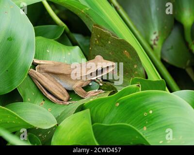 Ein ausgewachsener Raketenfrosch, Hyla lanciformis, am Pacaya-Fluss, Amazonasbecken, Loreto, Peru. Stockfoto