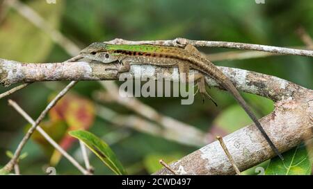 Erwachsene Cocha-Whiptail, Kentropyx altamazonica, Pacaya River, Pacaya Samiria Reserve, Loreto, Peru. Stockfoto