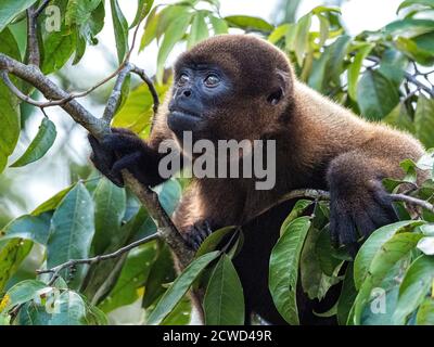 Ein ausgewachsener gewöhnlicher Wollaffen, Lagothrix lagothricha, in den Bäumen entlang des Yarapa Flusses, Nauta, Peru. Stockfoto