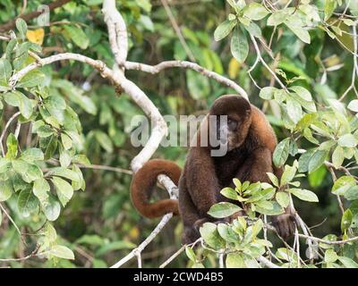 Ein ausgewachsener gewöhnlicher Wollaffen, Lagothrix lagothricha, in den Bäumen entlang des Yarapa Flusses, Nauta, Peru. Stockfoto